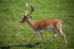 Sika Deer (cervus Nippon) Stock Photo