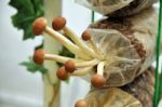 Edible Mushrooms Stock Photo