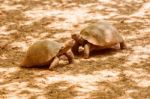 Giant Turtle In Galapagos Stock Photo