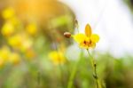 Soft-focus Close-up Of Yellow Flowers Plant With Bokeh Stock Photo