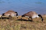 Wild Geese Stock Photo