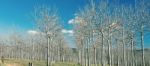 Trees In The Country Field  Stock Photo