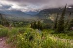 Beautiful Landscape And Wide Flower In Glacier National Park Stock Photo