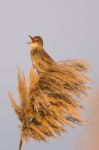 Clamorous Reed Warbler Stock Photo