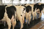 Cow Milking Facility Stock Photo