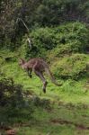 Jumping Kangaroo Stock Photo