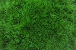 Grass Stock Photo