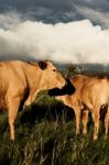 Australian Cows Stock Photo