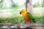 Colorful Jandaya Conure Stock Photo