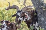 Brown Goat In A Pasture Stock Photo