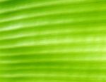 Green Leaf Background Stock Photo