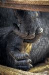 Western Lowland Gorilla (gorilla Gorilla Gorilla) Stock Photo