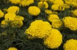 Yellow Marigold Stock Photo