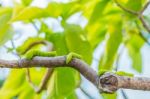 Worm Many Branches Stock Photo