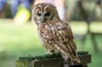 Tawny Owl (strix Aluco) Stock Photo