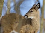 Beautiful Isolated Photo Of A Wild Deer In The Forest Stock Photo