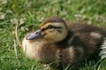 Duckling Stock Photo