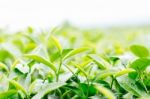 Tea Leaves With White Sky Stock Photo