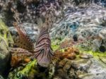 Tropical Fish Lionfish Under  Water Stock Photo