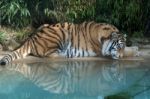 Siberian Tiger (panthera Tigris Altaica) Stock Photo