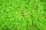 Beautiful Spring Garden Petal Of Pink Flower On Green Grass Back Stock Photo