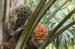 Palm Fruit On The Tree Stock Photo