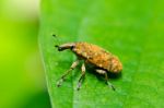 Brown Bug In Green Nature Stock Photo