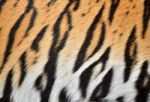 Tiger Skin Stock Photo