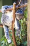 Koala By Itself In A Tree Stock Photo