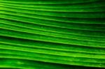 Close Up Banana Leaf Stock Photo