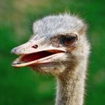 Ostrich Stock Photo