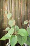 Kiwi Plant Display In Food Festival Stock Photo