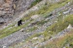 American Black Bear (ursus Americanus) Stock Photo