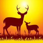 Deer Wildlife Shows Nature Reserve And Animal Stock Photo