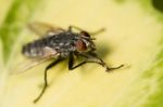 Common Fly Insect Stock Photo