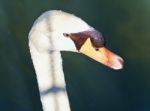 Isolated Image Of A Thoughtful Mute Swan In Water Stock Photo