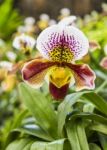 Orchid Flower In The Garden, Thailand Stock Photo