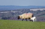 Sheep At Home On The South Downs In Sussex Stock Photo