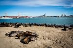 Sea Lions In The Sand Stock Photo