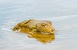 Porcupinefish In Panama On Azuero Peninsula Beach Stock Photo