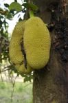 Jackfruit Stock Photo