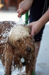 Dog On The Bath Stock Photo