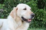 Portrait Of White Labrador Dog In The Garden Stock Photo