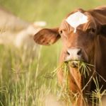 Australian Cow Stock Photo