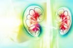 Human Kidney Cross Section Stock Photo