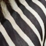 Common Zebra Skin Stock Photo