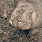 Adorable Large Wombat During The Day Looking For Grass To Eat Stock Photo