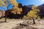 Stunted Tree In Zion National Park Stock Photo