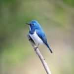 Male Ultramarine Flycatcher Stock Photo