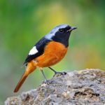 Male Daurian Redstart Stock Photo